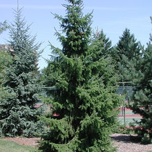 Plants: Evergreen Trees