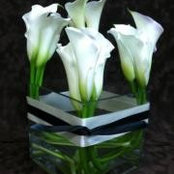 Jacqueline Dawson's photo