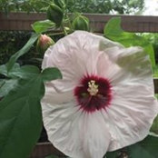 Jenny Pagels's photo