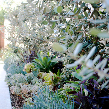 Drought Tolerant Landscape in Eagle Rock, CA