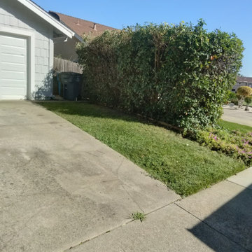 Front Yard Hedge Trimming & Cleanup
