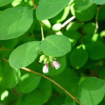 Snowberry
