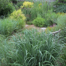 plants