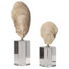 Luxe Coastal Ivory Oyster Sea Shell Sculpture 2-Piece Set