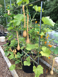 Vertically growing squash
