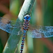 Suzanne Martell's photo