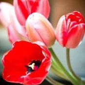 Michelle Alharbi's photo
