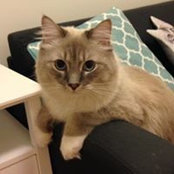 Kaylen Lam's photo