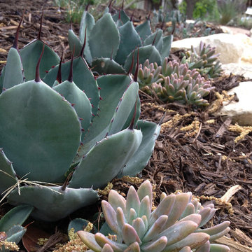 Miscellaneous Cacti & Succulent Landscapes by Rhinamic