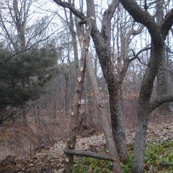 Tree Restoration - Products