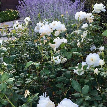 Tracy Country Home -- Iceberg Roses and Russian Sage