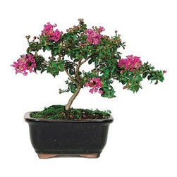 Crepe Myrtle Outdoor Bonsai Tree - Area Rugs