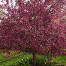 trees