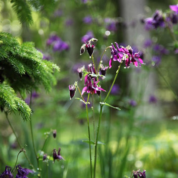 Woodland Garden