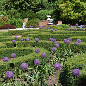 Boxwood Pruning and Thinning