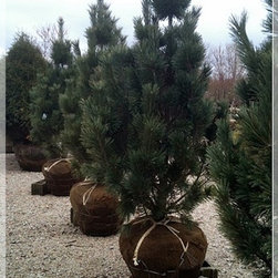 Nursery and Garden Center - Gardening And Lawn Care
