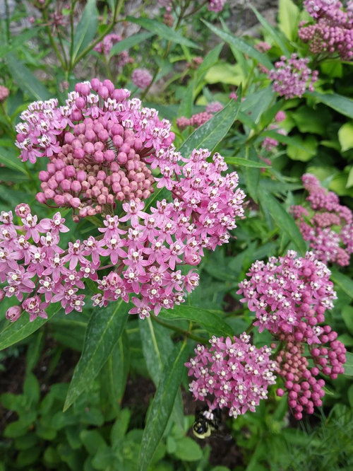 milkweed identification