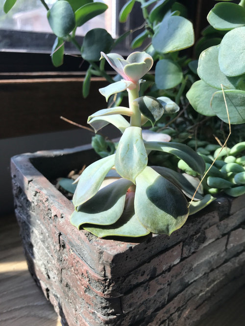 Why is my succulent dropping?