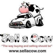 A Cow Furniture Arlington Heights Il Us 60005 A Cow Furniture Review Me Arlington Heights Il