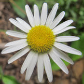 Tracy Valdez's photo