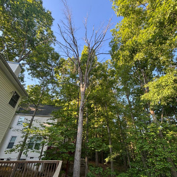Complete Outdoor Property Improvement and Tree Service