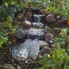 pond ideas