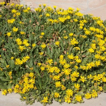 Grindelia Stricta var. Platyphylla