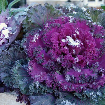 containers for winter