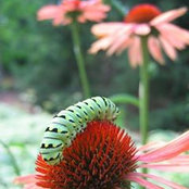 Chris Goyne's photo