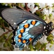 Cindy Gambill's photo