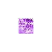 Drew Lacey's photo