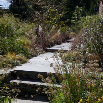 Bryn Mawr, PA - Native Meadow Design/Install