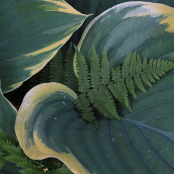 Gardens and Planting Design