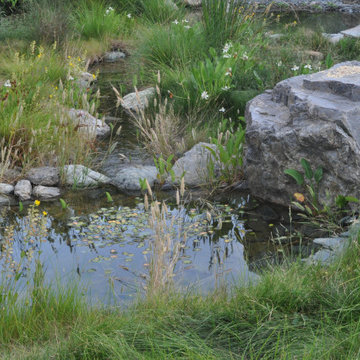 Meadow Stream