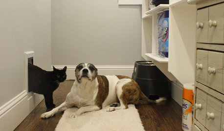 Pet Talk: A Guide to Dog and Cat Safety in Your Home