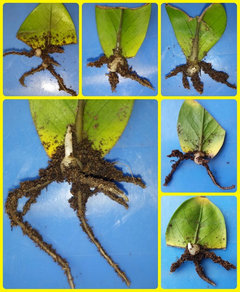 plants with licorice-flavored seeds Licorice Basil  Mary's Heirloom Seeds
