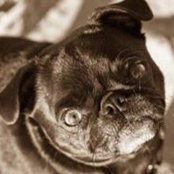 Photo de Mops Minore