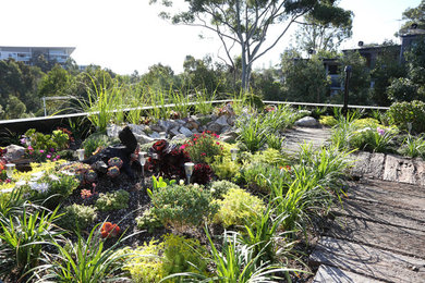 Contemporary garden in Sydney.