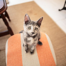 Purrfect Pet: How to Choose a Rescue Cat