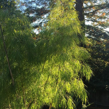 Kensington Collectors Garden