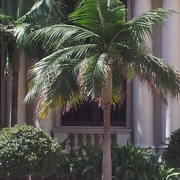 Palm Tree Catalog (will have hundreds to view - work in progress)