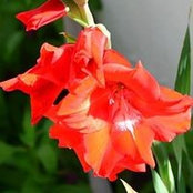 Foto von Priya Tajee