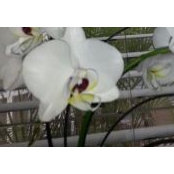 Allison Cleveland-Roberts's photo