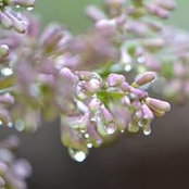 Susan Blakeslee's photo