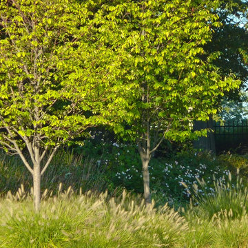 Yards: Turn Any Outdoor Space Into the Garden of Your Dreams