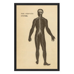 The Artwork Factory - LF Physiology Nervous System Print - Prints And Posters
