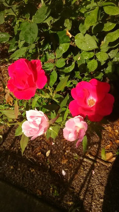 can roses cross-pollinate and change colors?