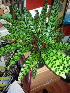 calathea black magic Calathea black magic – ASHIYANA STORE main image 0