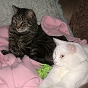 Donna Abene's photo