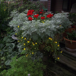 Native Gardening - Houston, TX, US 77009